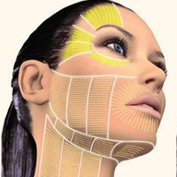 upper Face